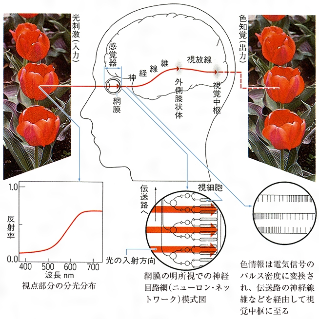 色(イロ)とは？ 意味や使い方 - コトバンク