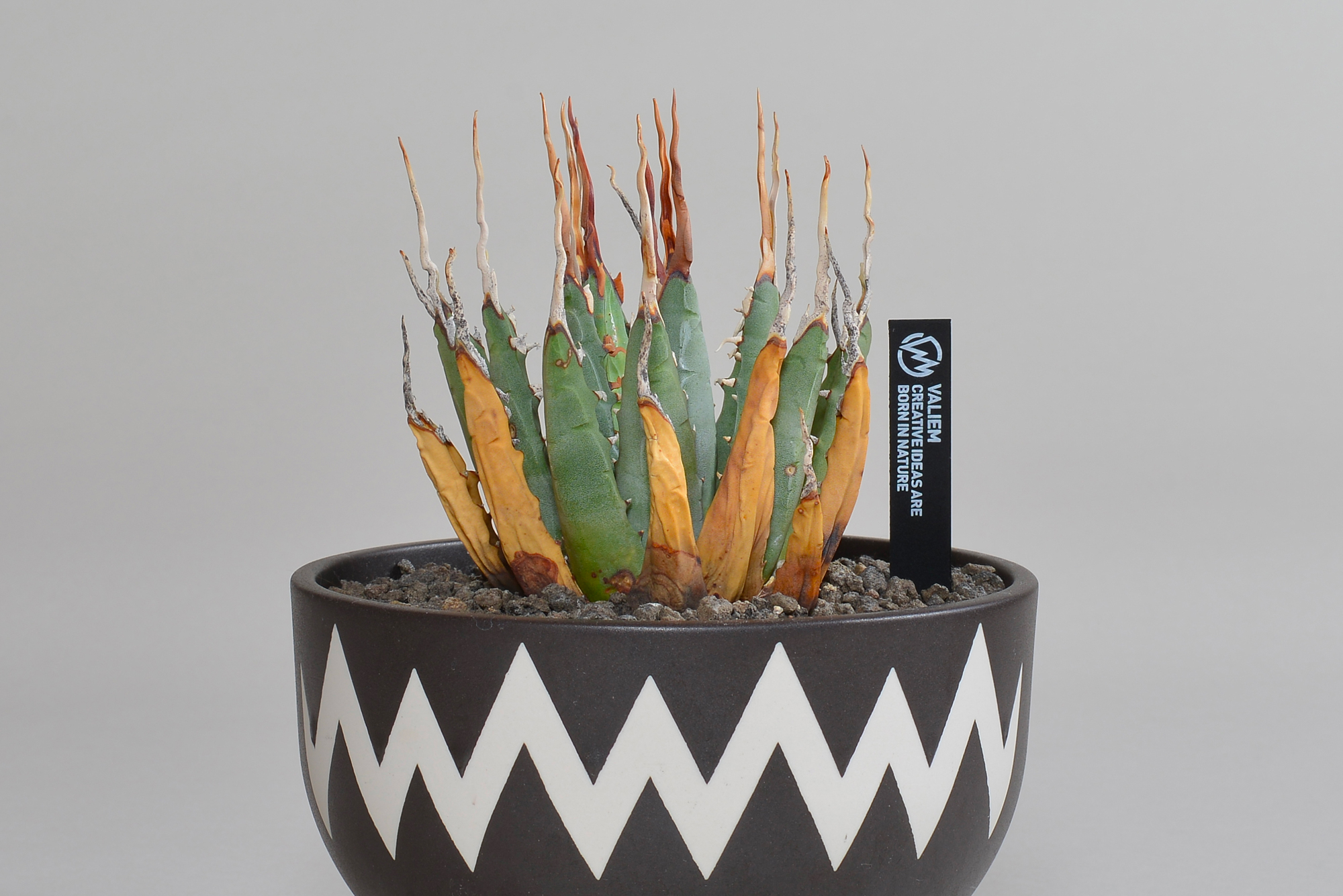 アガベ ユタエンシス｜エボリスピナ（陽炎・短葉型） – 草物語｜公式