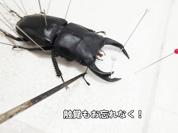 クワガタ、カブトムシ 標本の作り方 | クワガタ・カブトムシ飼育情報