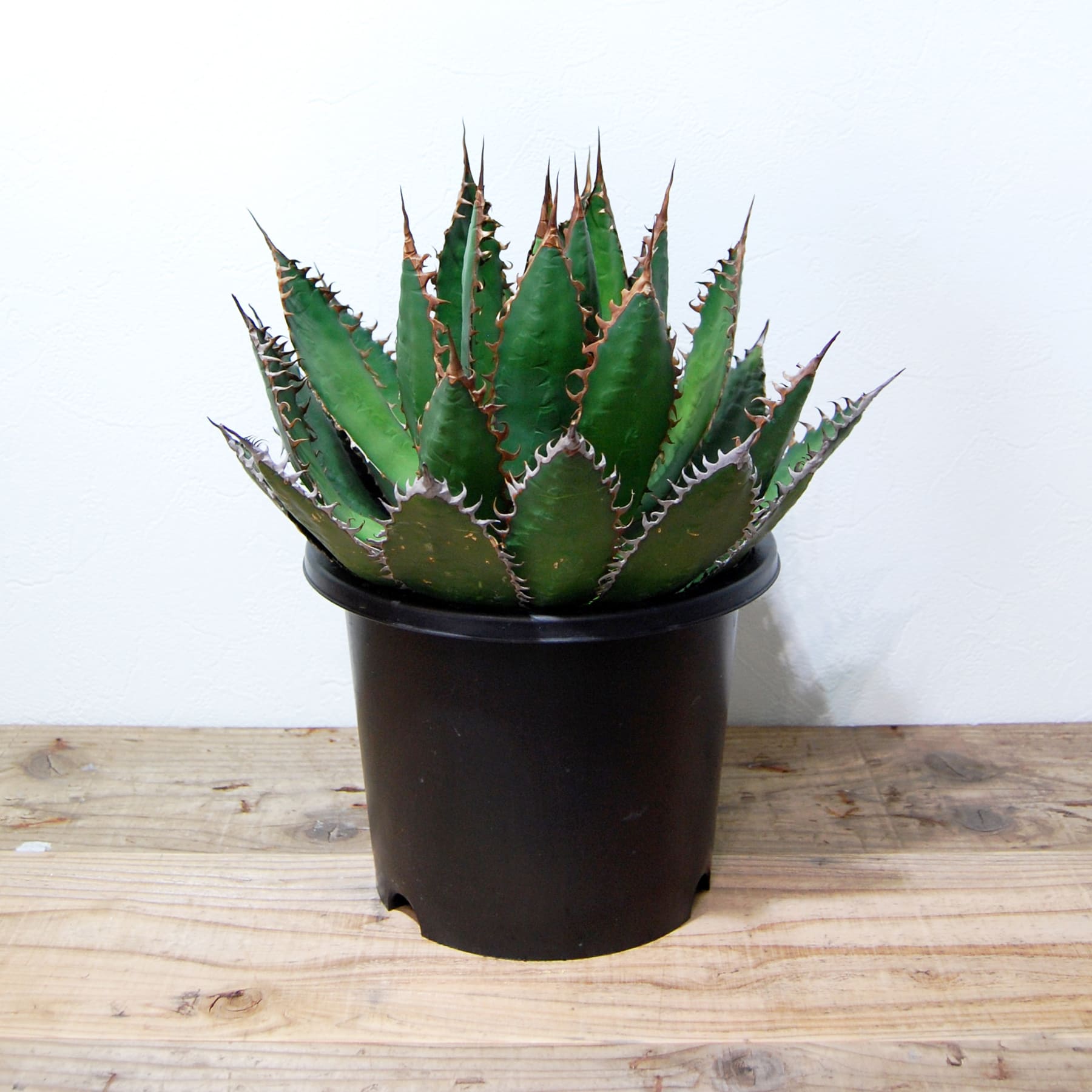 アガベ ホリダ 032 – linkplants -リンクプランツ-