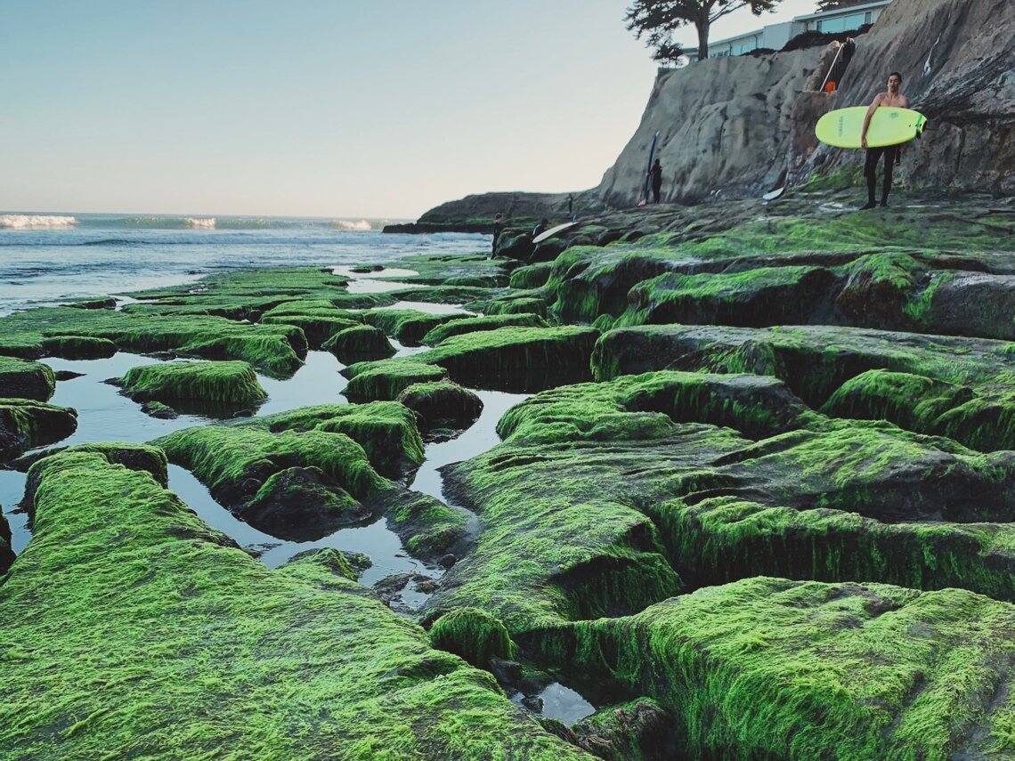 Top 5 Tide Pools in Santa Cruz County - Visit Santa Cruz County