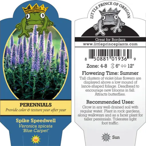 Veronica spicata 'Blue Carpet' - Spike Speedwell (4