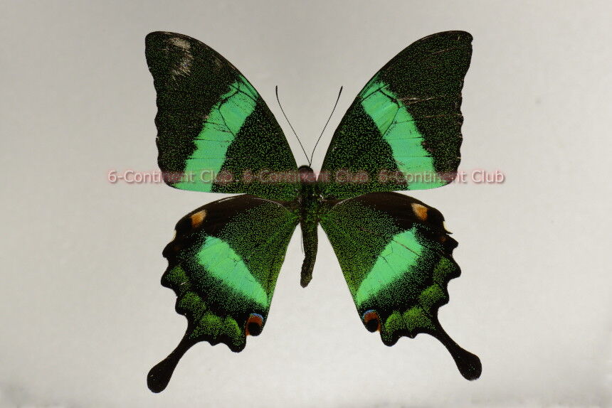 1ペア】アケロンアゲハ（ボルネオ島産）