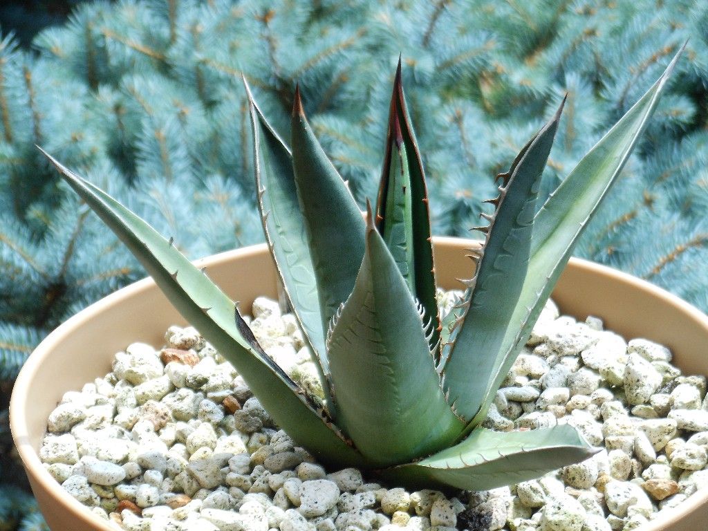 アガベ』 【パープソラム】or【ジェスブレイティー】（帝釈天） : 【My