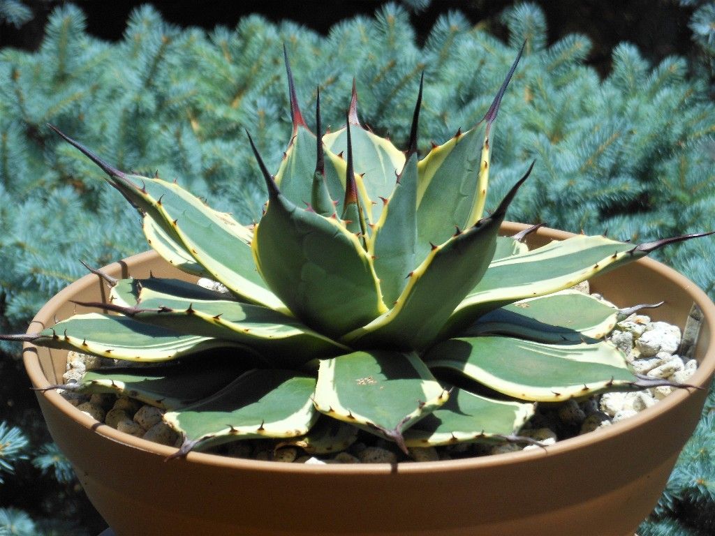 アガベ』 【アプラナータ クリームスパイク】 2-1 : 【My Favorite