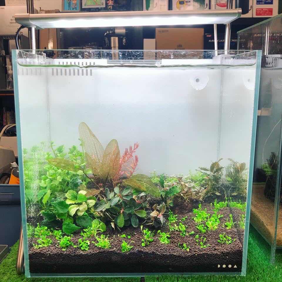 アクアテイク‐E ブログ: DOOA・ソルスタンドRGB、おすすめです！