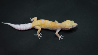 leopardgecko-nova-320x180.jpg