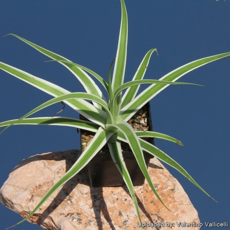 Agave bracteosa f. marginata alba