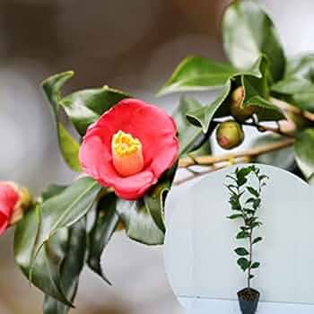 41tCzcYGhwL._AC_UF350,