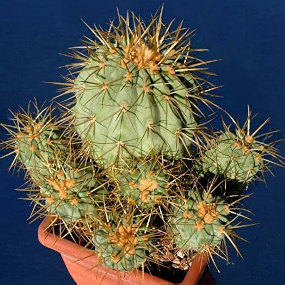 Amazon.co.jp: 【種子】Copiapoa Haseltoniana◇コピアポア