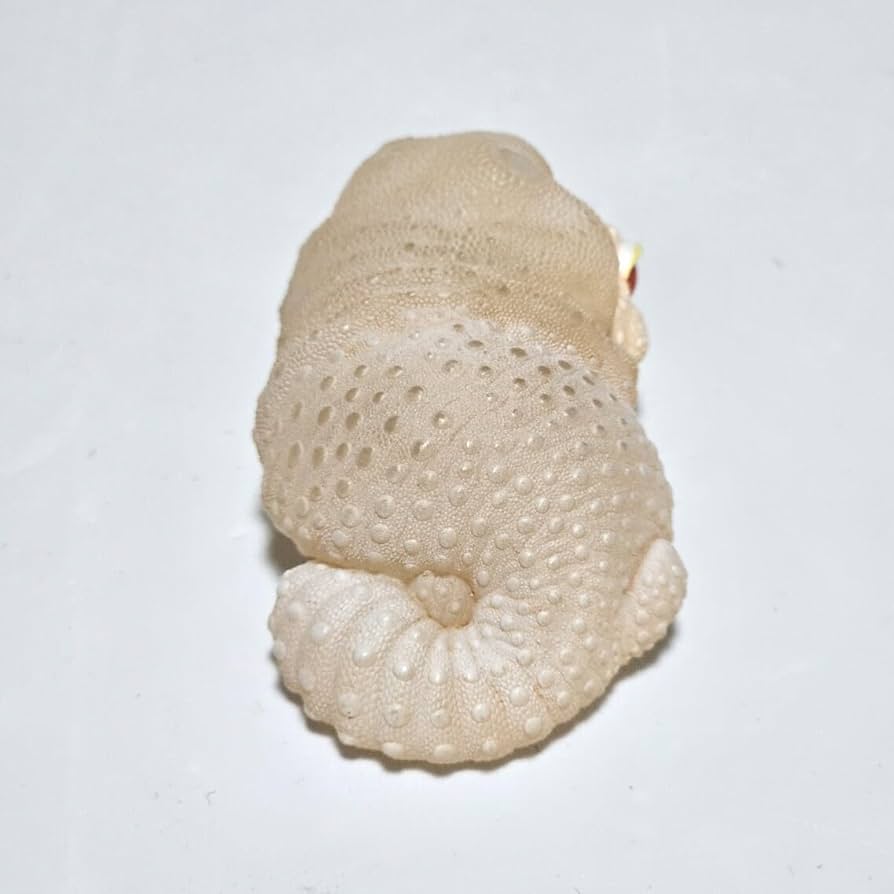 Amazon | 動物の惑星 脱皮レオパ ホワイトナイト シークレット