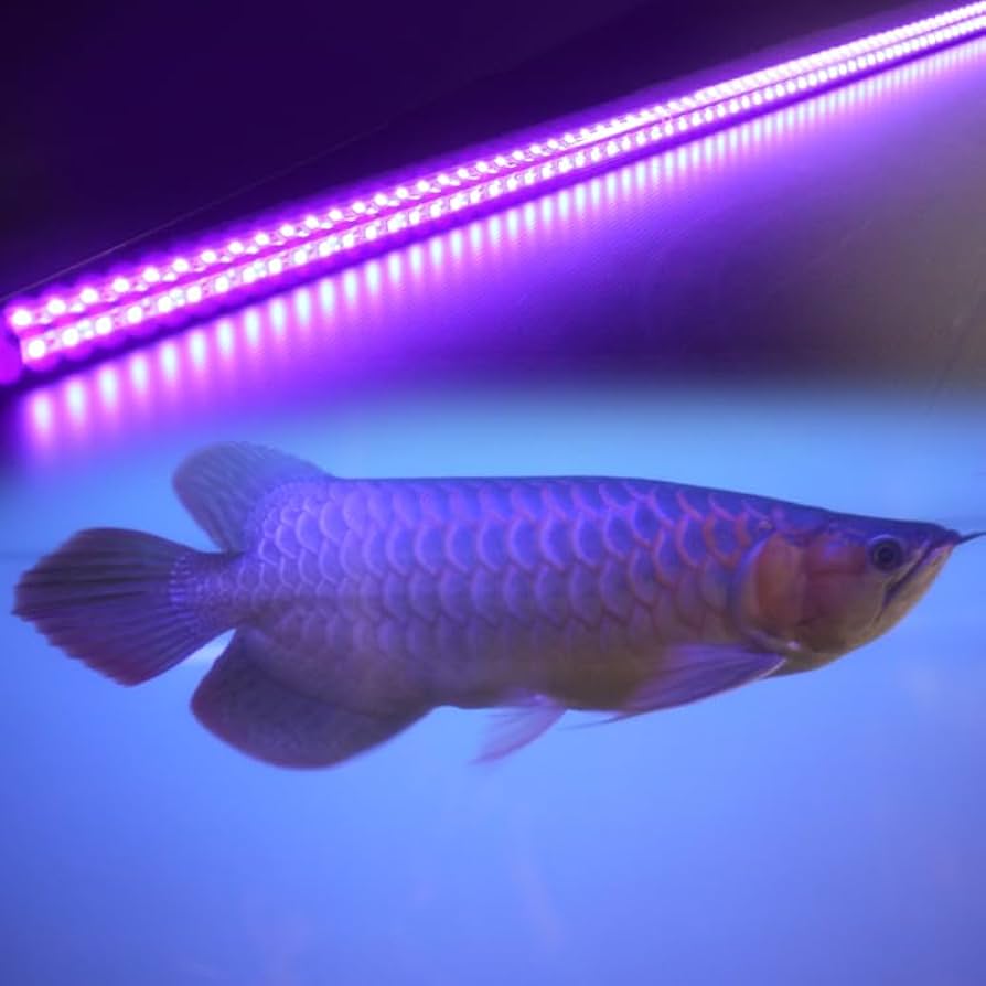 Amazon.co.jp: でんらい LED アロワナライト 水中照明 水槽ライト 大型