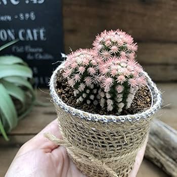 Amazon.co.jp: ピンク 明日香姫 サボテン : ホーム＆キッチン