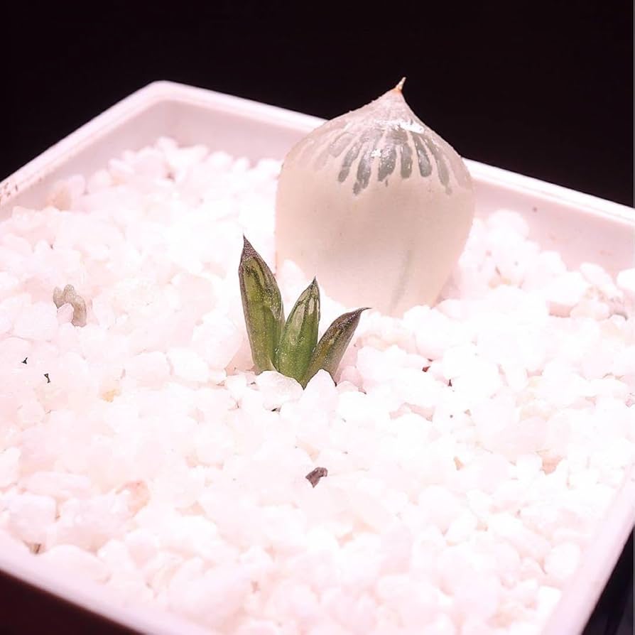 Amazon.co.jp: 多肉植物 ハオルチア 白蛇伝 葉挿し苗 発根済み : おもちゃ