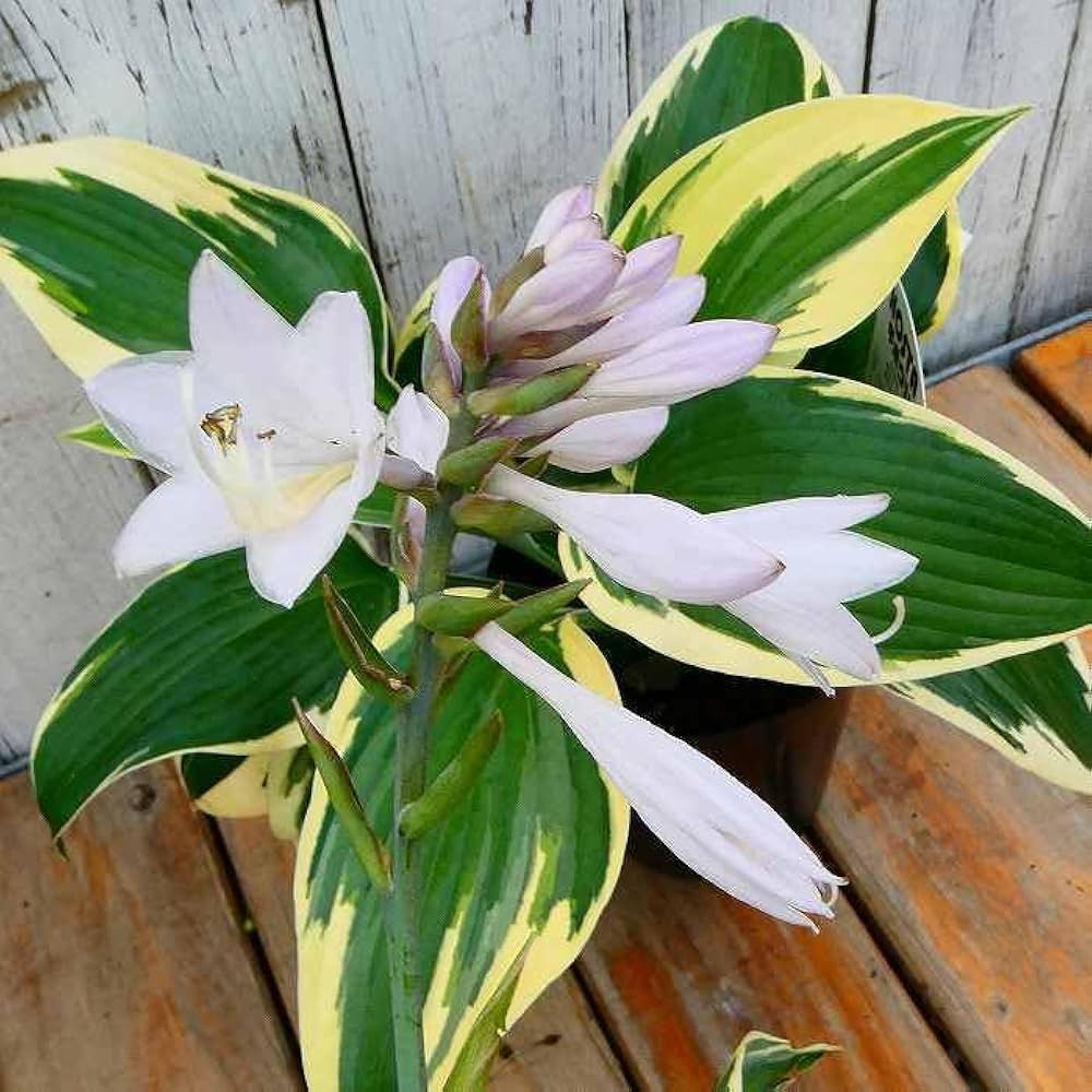 Amazon | ギボウシ 苗 ハイクラス 斑入り 3.5号 ホスタ 山野草