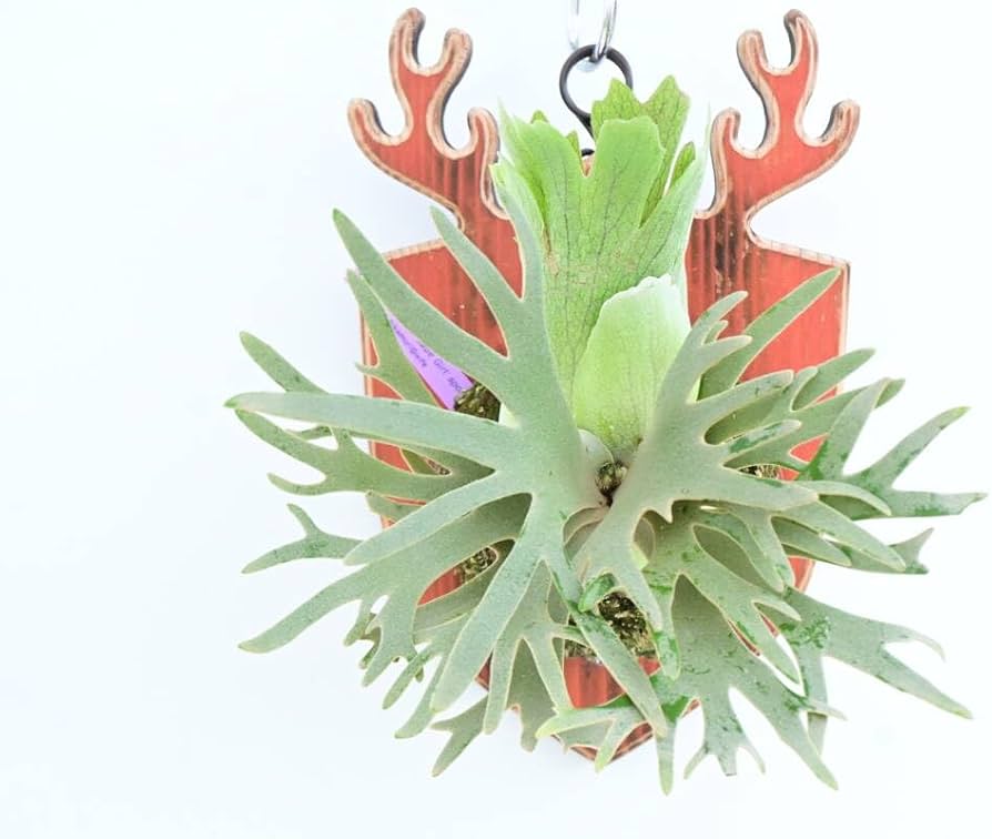 Amazon.co.jp: P.willinckii 'Jade Girl' spored⑧ @bikamori.com