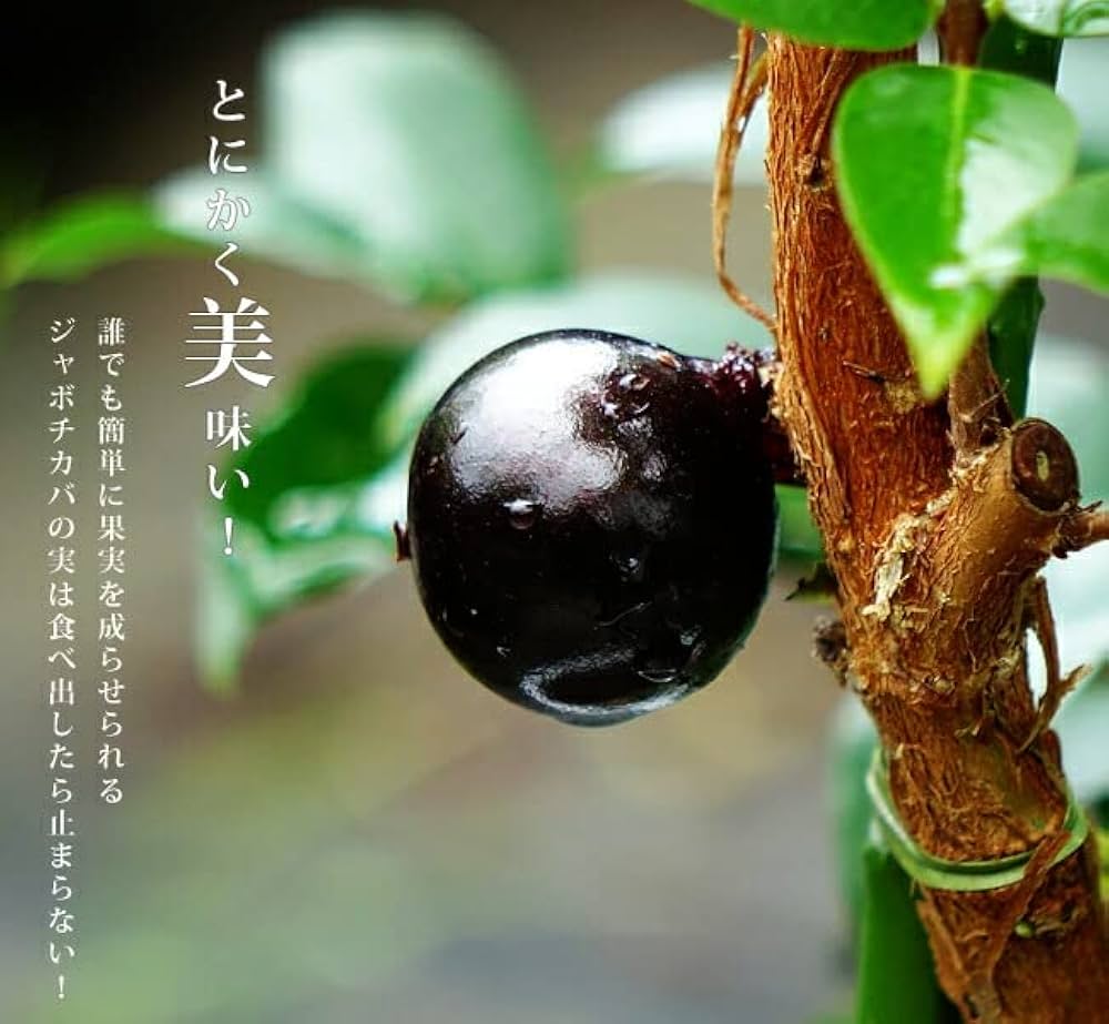 Amazon.co.jp: 四季成り ジャボチカバ 実生 ポット苗 沖縄県産 : DIY