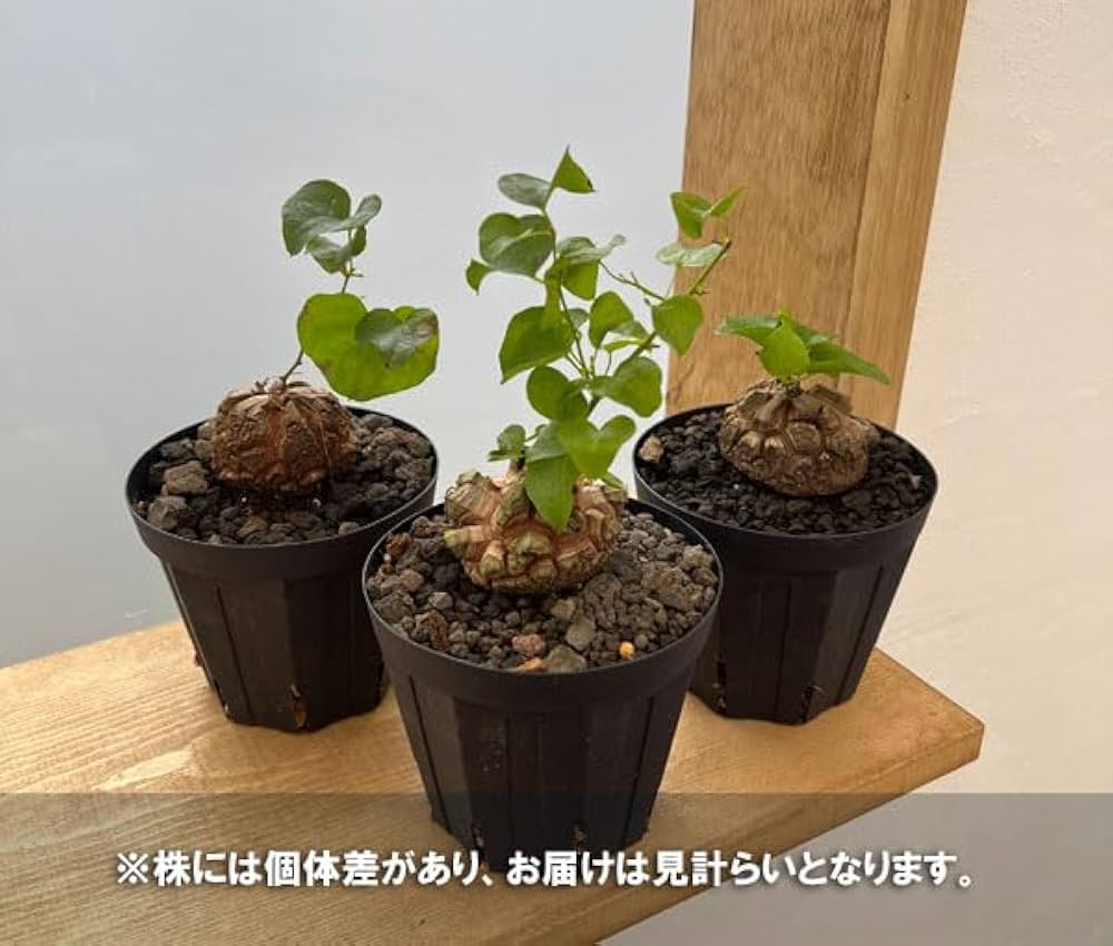 Amazon｜ディオスコレア（亀甲竜）：エレファンティペス 厳選株 4号