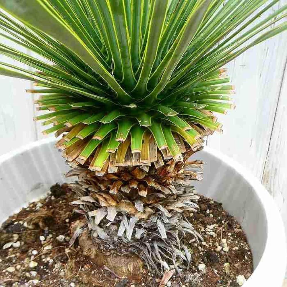 614xQHPfxqL._AC_UF1000,