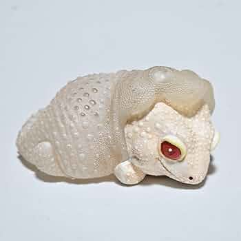 612VNRhdhTL._AC_UF350,