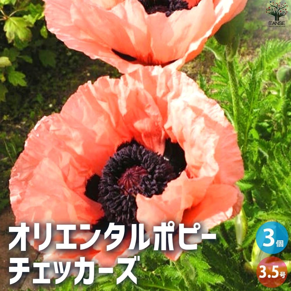 61vq+hJx6JL._AC_UF1000,