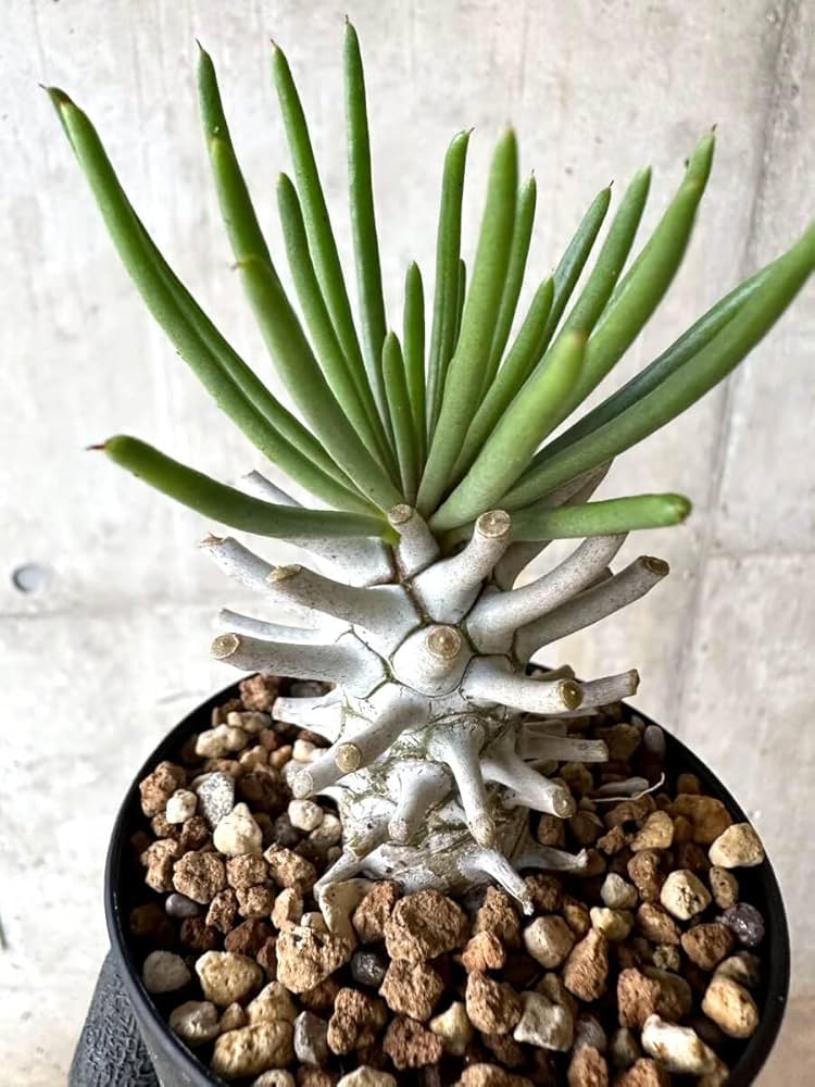 Amazon｜【現品限り】チレコドン・ワリチー【O85】 Tylecodon