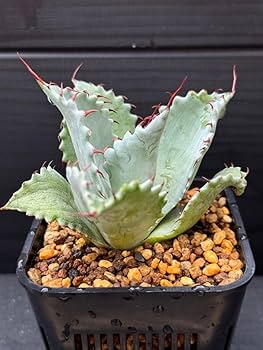 Amazon.co.jp: 超レア株 アガベ パライシ パラサナ×イシスメンシス