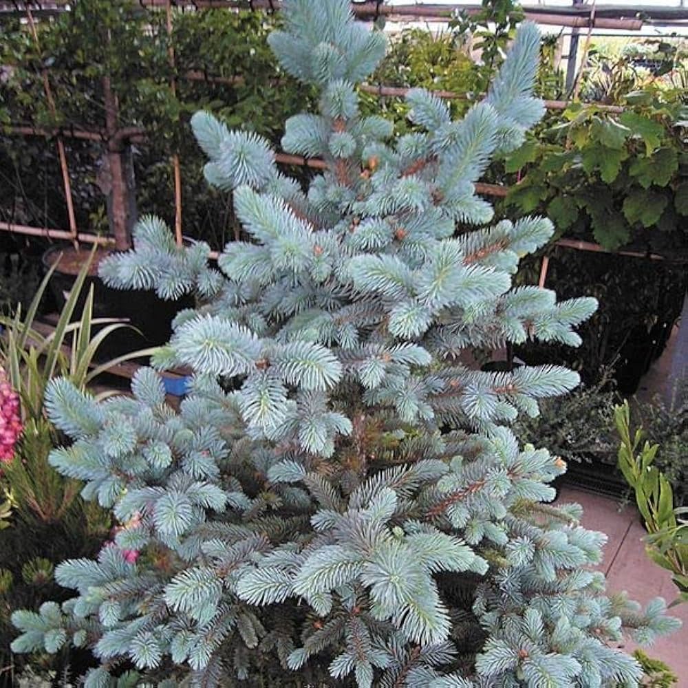 Amazon.co.jp: 花木苗 ピセアプンゲンスホプシー 1株 / 国華園 25年秋