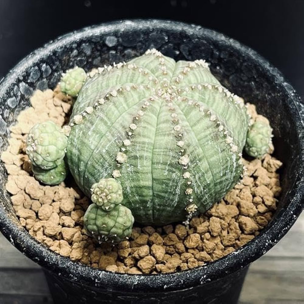 Amazon｜多肉植物：ユーフォルビア 子吹きシンメトリカ*｜観葉植物