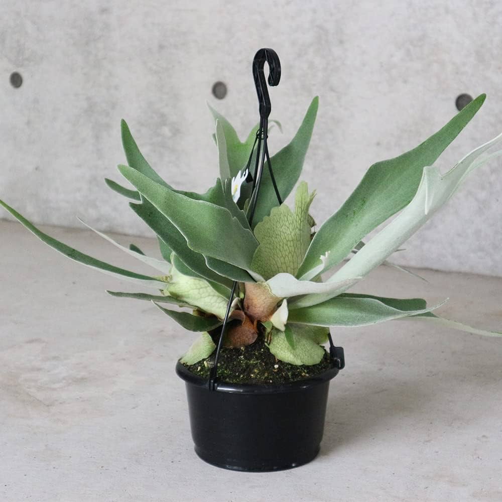 Amazon｜ビカクシダ(コウモリラン)品種：ビーチー 5号吊り鉢【品種で