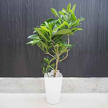 61qW+yt22rL._AC_UF350,