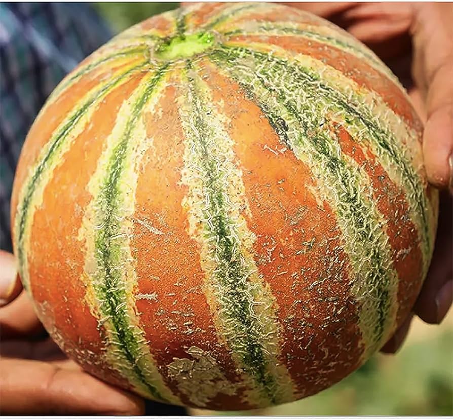 Amazon.com : Kajari Melon Seeds - Delicious and Nutritious, Sweet