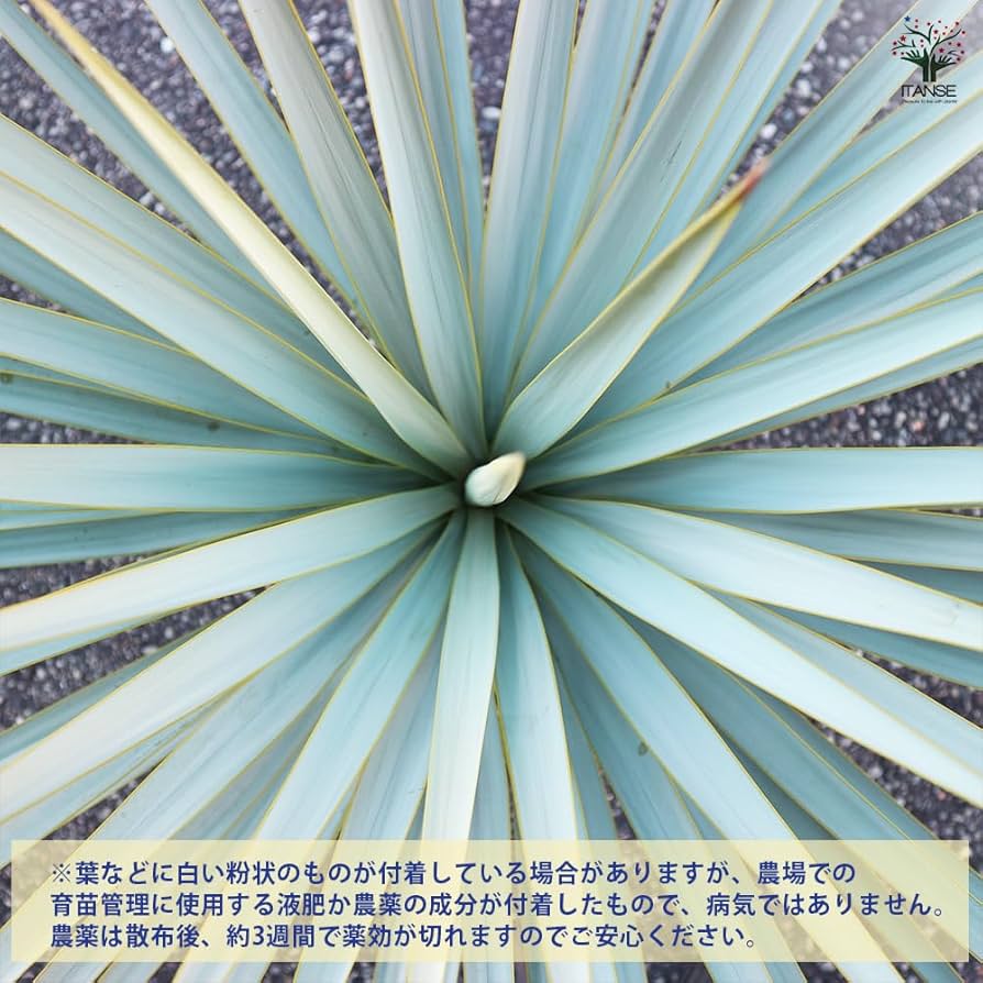 Amazon｜ITANSE ユッカ リギダ 10号 1個売り【品種で選べる観葉