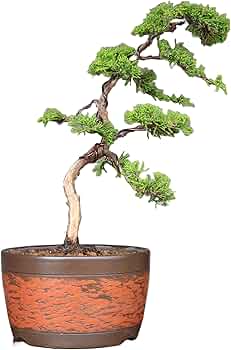 71wm4HbcliL._AC_UF350,