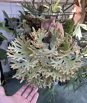 Amazon.co.jp: P.willinckii 'OMG' spored③ @bikamori.com