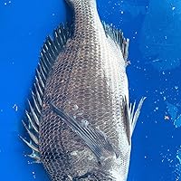 Amazon | 宇崎日新 ロッド 波動 チヌ 0.8号 360 | 宇崎日新 | チヌ竿