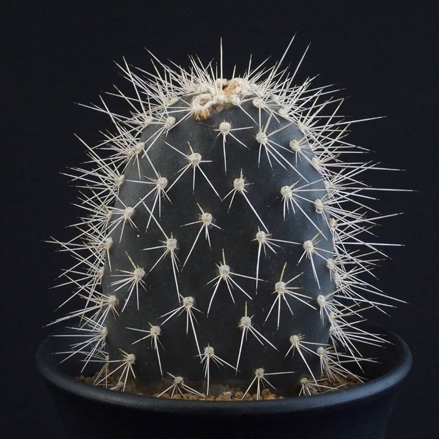 Amazon.co.jp: ガラパゴス団扇 黒肌白刺｜サボテン多肉植物 : ホーム