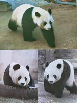 Amazon.co.jp: 上野動物園 シャンシャン歴代パンダポストカード上野