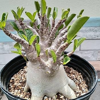 Amazon.co.jp: アデニウム ドワーフ v2 ハック 塊根植物 コーデックス