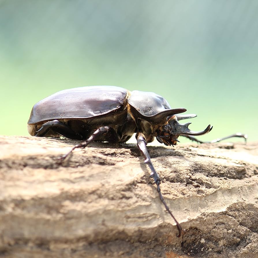 Amazon.co.jp: 【BIG HORN】アクティオンゾウカブト3令幼虫ペア+今なら