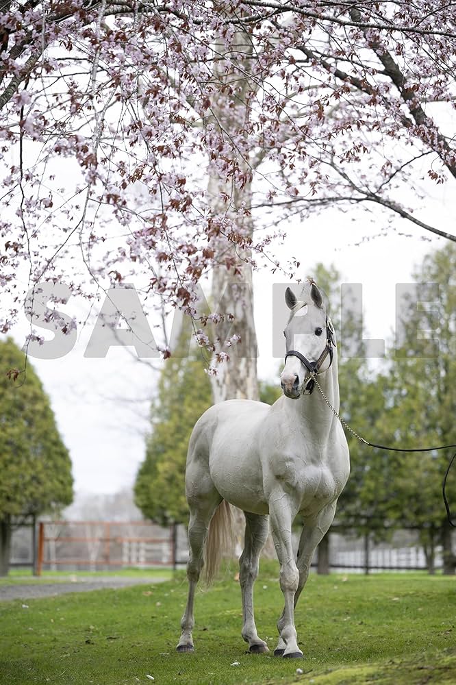新品 優駿特別編集・永久保存版】ゴールドシップ 写真集＆DVD黄金の帆