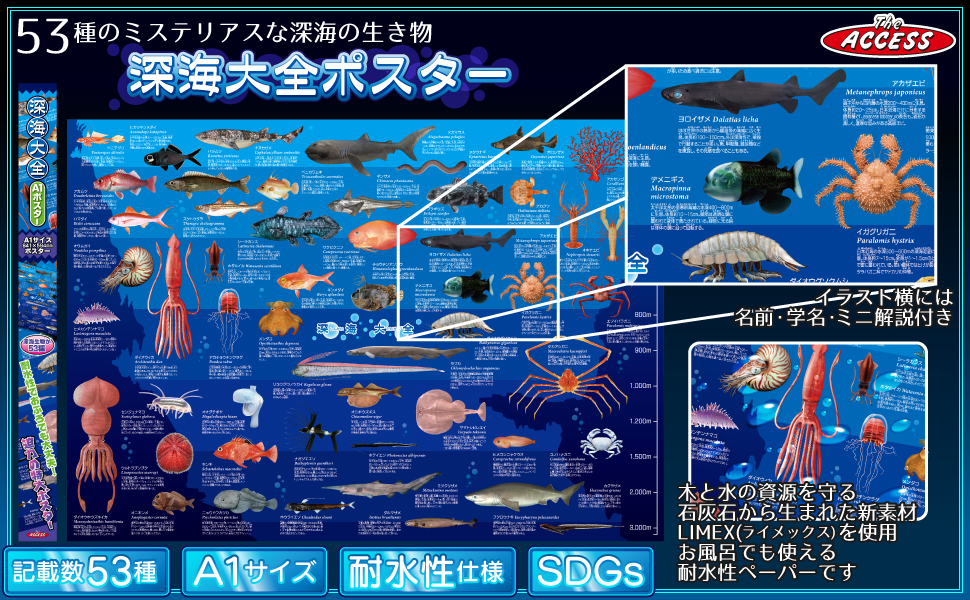 Amazon.co.jp: The Access Poster Deep Sea Encyclopedia A1 Animal