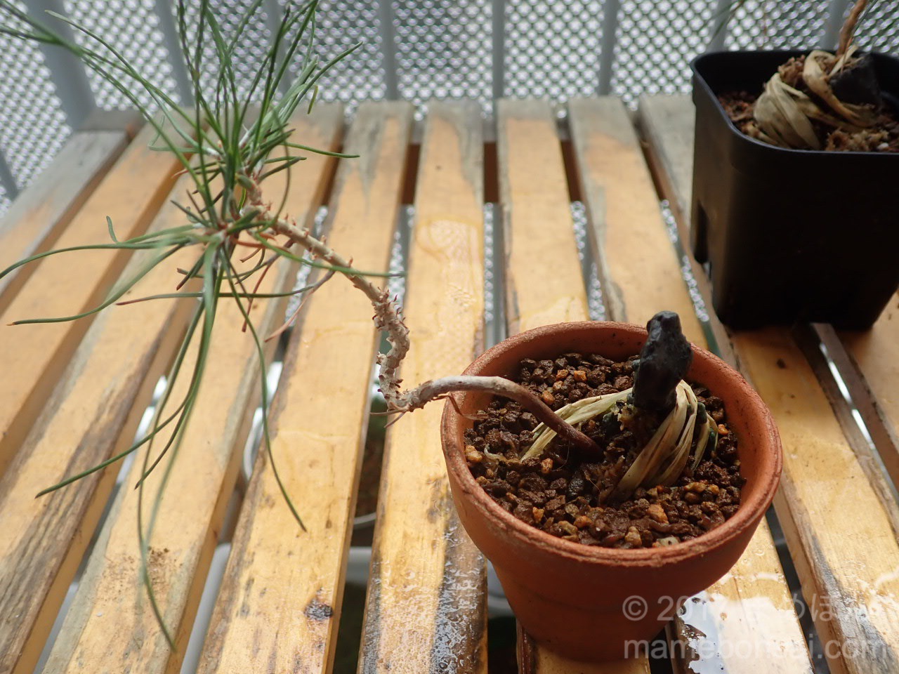 石付きにした三河黒松の様子(石に付けてから2ヶ月経過) | まめぼん