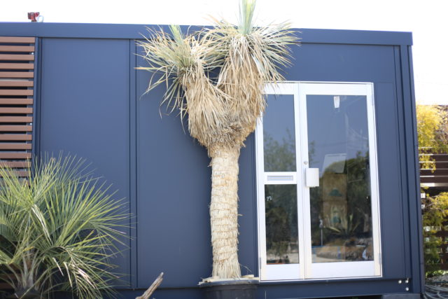 ユッカ ロストラータ 希少なツインヘッド入荷！してます！ - ドライ