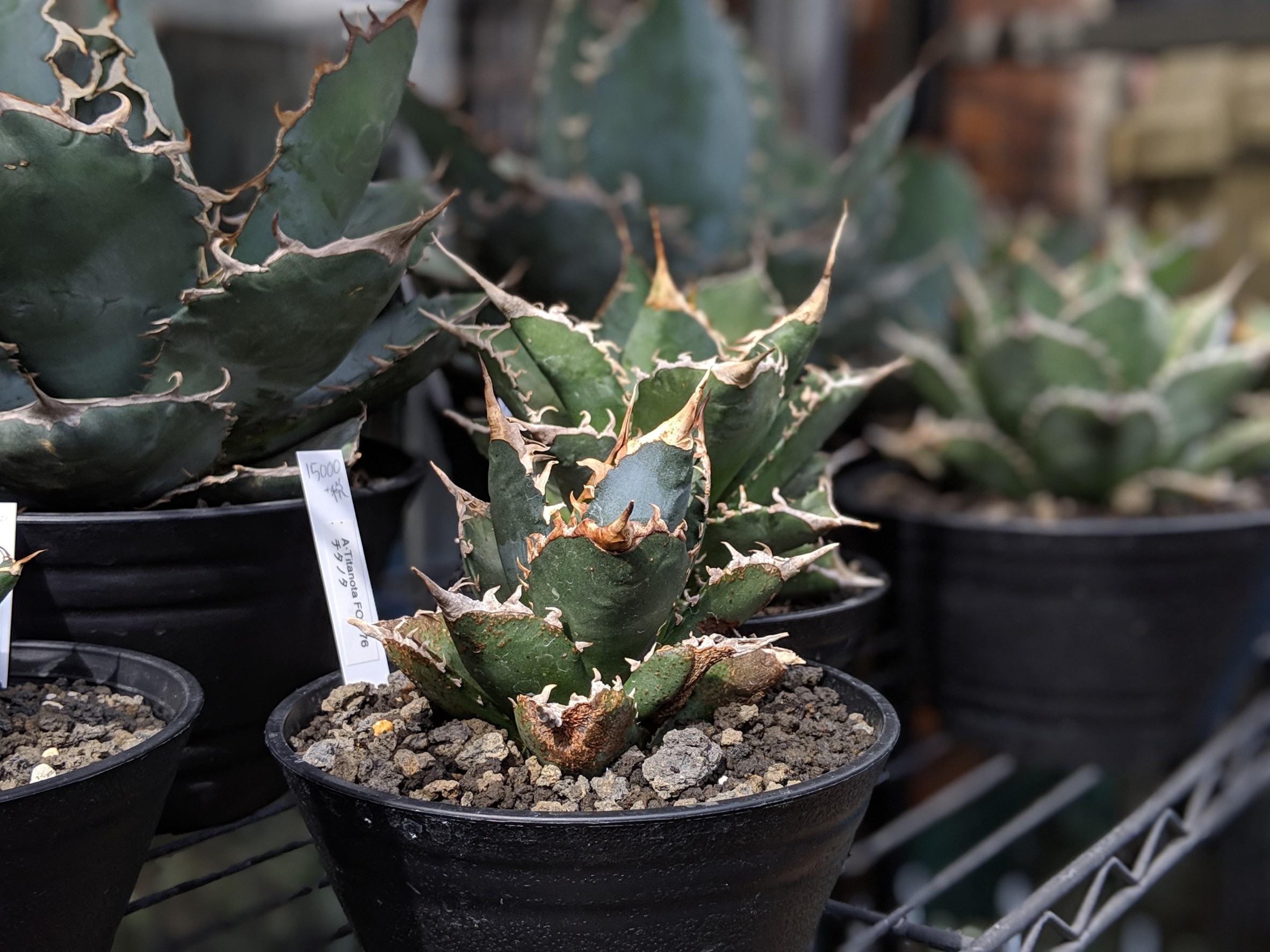 チタノタの子株をかっこよく育てるには？ - ドライガーデン・植栽