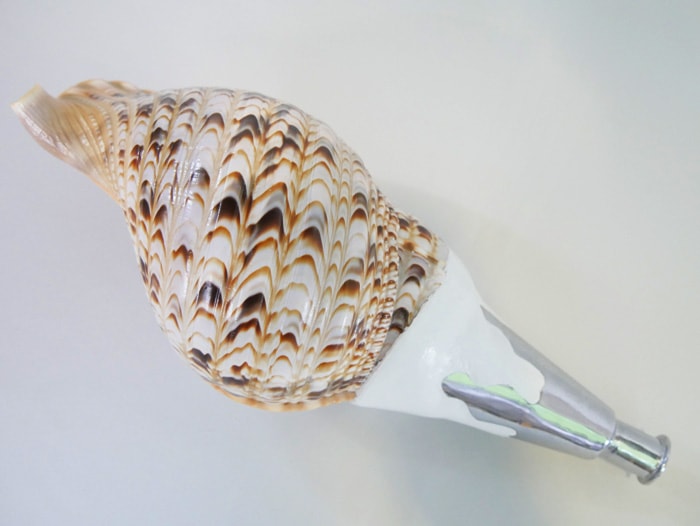 法螺貝・歌口付 サイズ41cm-43cm 真言タイプ | 鳴り物,法螺貝 通販なら