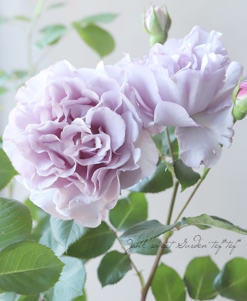 バラ苗・強香！フレグランスローズシリーズ 四季咲き 『エターナル』 2