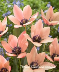 球根】 原種系ワイルドチューリップ 『レディージェーン』 | 球根