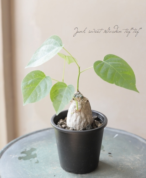 観葉植物】 プセウドボンバックス 『エリプティクム』【B】 | すべて