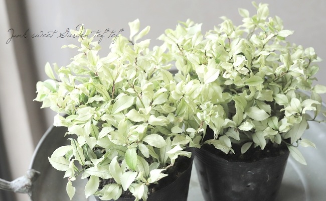 ヒサカキ 『白天 -はくてん-』 | すべての商品 | | Junk sweet Garden